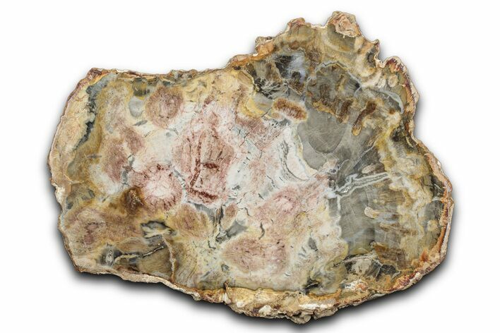 Beautiful Petrified Wood (Araucaria) Slab - Madagascar #344657